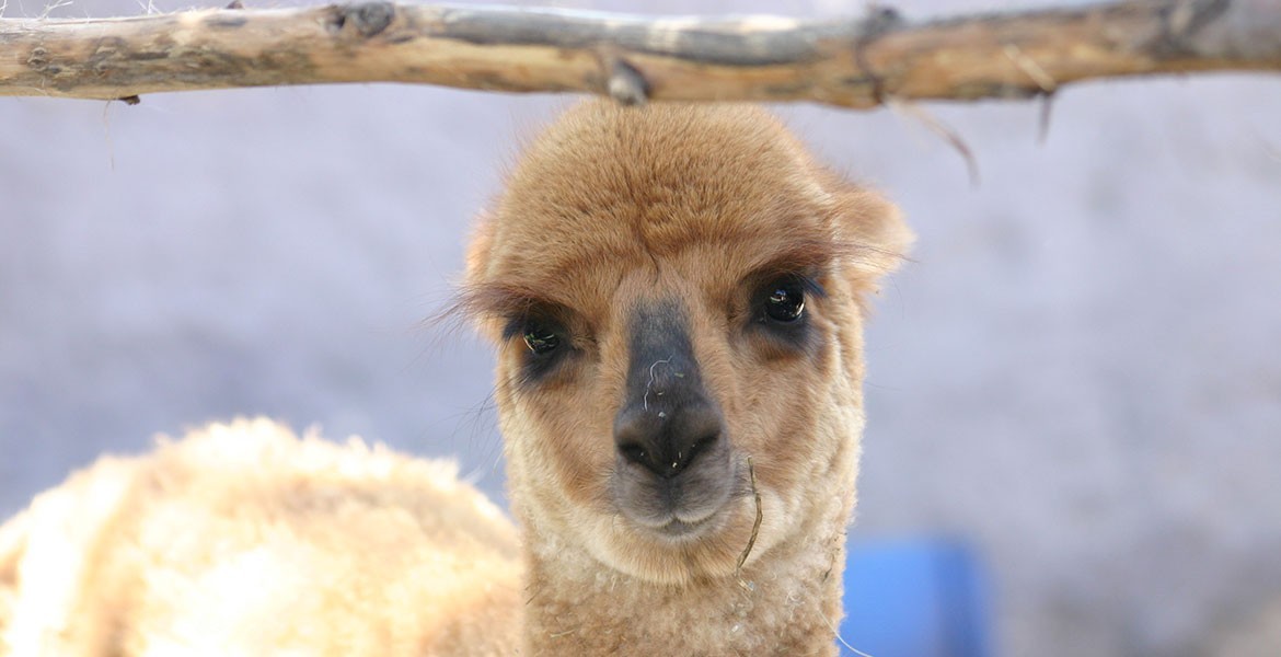 Sbellneck, pashminas de alpaca